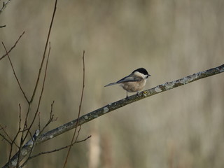willow tit (Poecile montanus) perched on branch in marsh