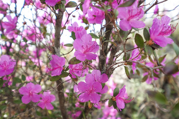 Blooming pink flowers.