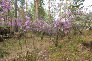 Obraz premium Blooming pink flowers.