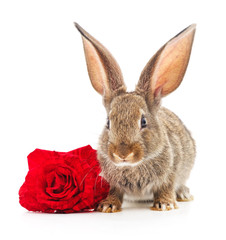 Brown rabbit with a rose.