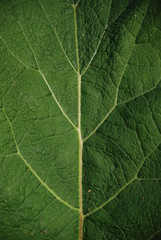 A nice leaf texture with branching yellow veins, looks like tree inside.