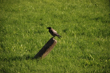 The bird called crow is sitting on the concrete block, which is coming from the grass.
