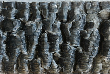 Charcoal of fire wood, that burned.
