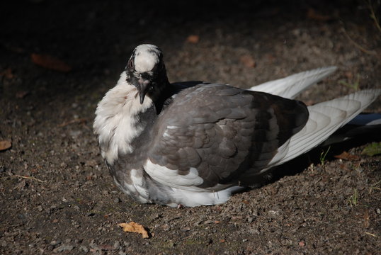 The bird called pigeon, with balck and white colors is sitting on the organic mold ground