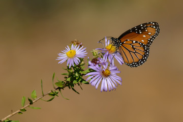 Fototapeta premium butterfly on a flower