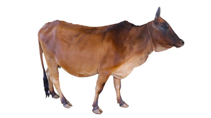 Obraz premium Cows Standing on a white background 