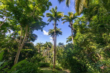 Flower Forest Botanical Garden, Barbados, West Indies