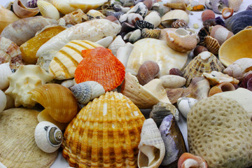 collection of sea shells on the beach
