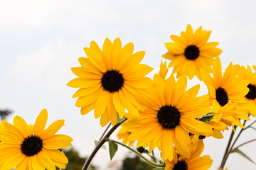 yellow flowers, Black Eyed Susan or rudbeckia flower on white background with space for text