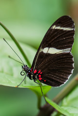 Fototapeta na wymiar Sara longwing - Heliconius sara, beautiful colored brushfoot butterfly from Central and South American meadows, Ecuador.