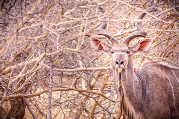 kudu antelope in the forest
