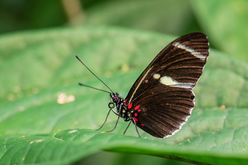 Fototapeta na wymiar Sara longwing - Heliconius sara, beautiful colored brushfoot butterfly from Central and South American meadows, Ecuador.