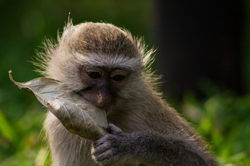 portrait of a vervet monkey