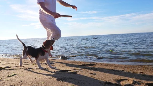 Man run with cute young beagle on beach, toss stick, dog rush forward, slow motion tracking shot. Guy play fetch game with small dog at sunny shore of lake. Long funny ears of puppy fly in air