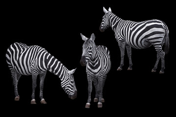 Fototapeta na wymiar Zebra animal photo set isolated on black background