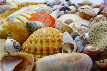 sea shells on the beach