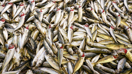 Fish displayed on a bazaar in Istanbul, Turkey.