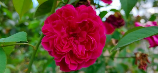 red rose in garden