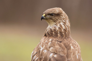 Common buzzard (Buteo buteo) bird of prey, hawk in natural habitat 