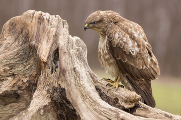 Common buzzard (Buteo buteo) bird of prey, hawk in natural habitat 
