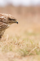 Common buzzard (Buteo buteo) bird of prey, hawk in natural habitat 