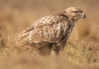 Common buzzard (Buteo buteo) bird of prey, hawk in natural habitat 