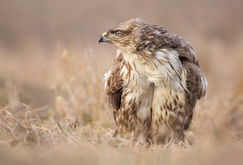 Common buzzard (Buteo buteo) bird of prey, hawk in natural habitat 