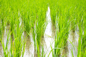 Obraz premium Rice sprouts plant growth in rice field.