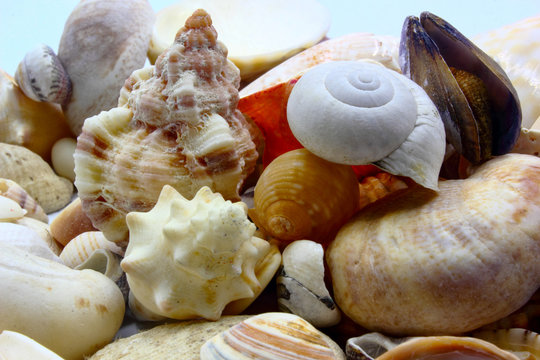 seashells and stones