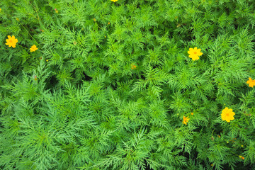 Top view of tropical leaves with yellow flower.