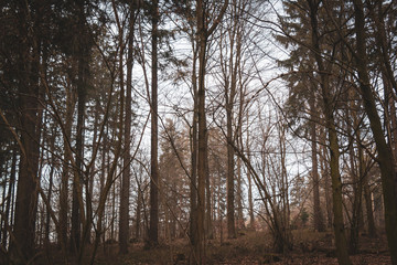 Wald Landschaft Waldviertel