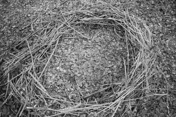 in a forest lies a mysterious circle of branches, which looks like a cult site