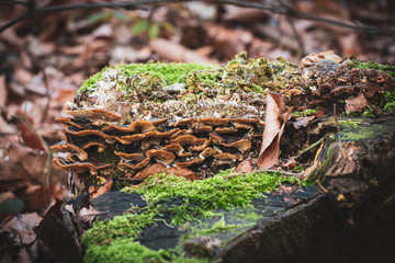 baumstumpf mit moos und pilzen