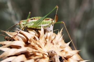 A grasshopper male (Leptophyes punctatissima) with a spermatophore is waiting for a female