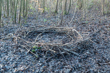 in a forest lies a mysterious circle of branches, which looks like a cult site