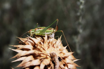A grasshopper male (Leptophyes punctatissima) with a spermatophore is waiting for a female