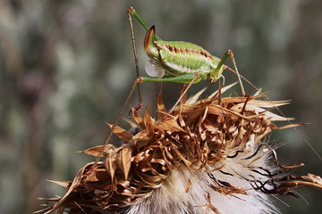 A grasshopper male (Leptophyes punctatissima) with a spermatophore is waiting for a female