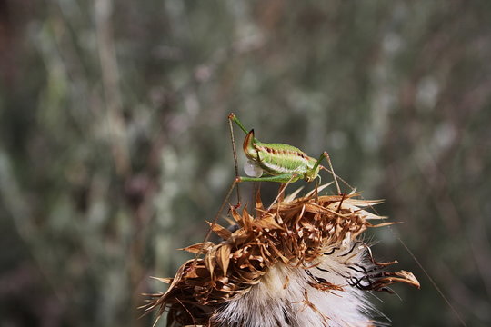 A grasshopper male (Leptophyes punctatissima) with a spermatophore is waiting for a female