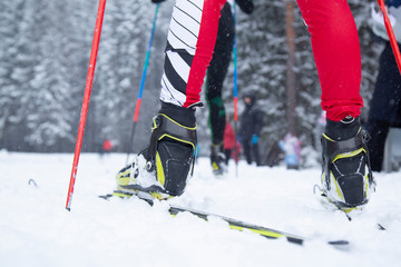 Naklejka premium Cross country. A skier is skiing in winter in the woods.