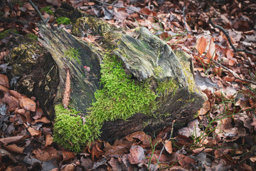 Baumstumpf Landschaft Waldviertel