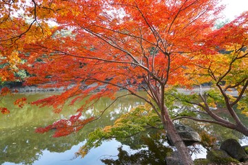 紅葉したもみじ