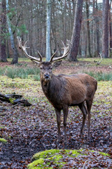 Hirsch im Wald
