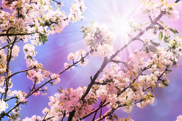 Fototapeta premium baumblüten in der sonne