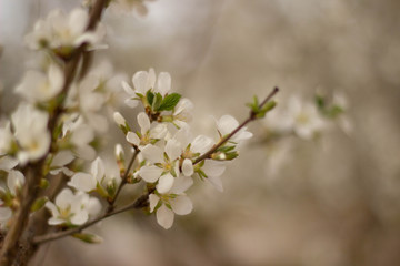 white flowers of cherry tree
