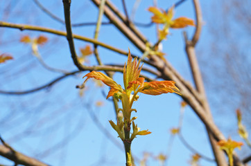 Maple branch with young red-green leaves on a background of blue sky on a spring day