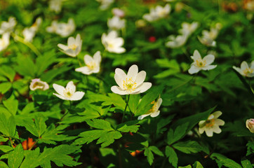 Spring anemones with delicate white petals and yellow pistils in a meadow on a spring day