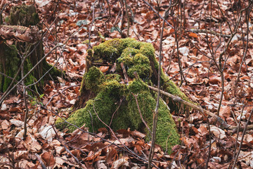 Baumstock mit Moos Landschaft Waldviertel