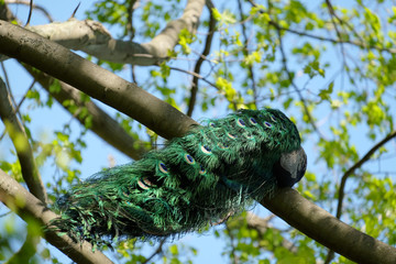 Male peacock high in a tree showing tale feathers
