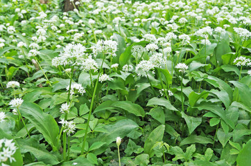 Wild leek with white delicate small flowers and green leaves on a sunny summer day