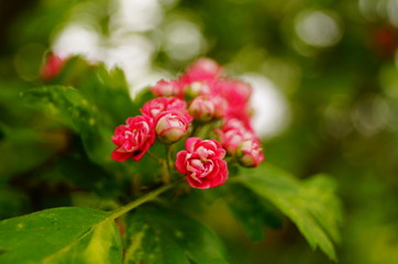 A branch of hawthorn with flowers with pink petals and green leaves on a spring day